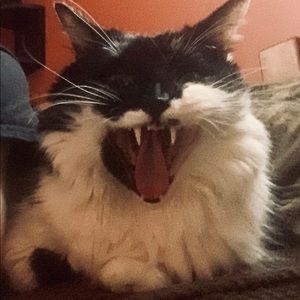 Meet your Posher, Brenden